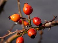 Hagebutten mit Wassertropfen